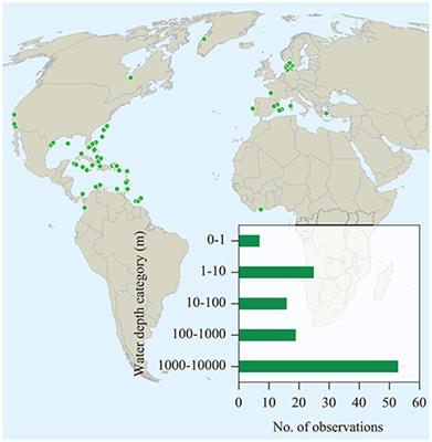 Export from Seagrass Meadows Contributes to Marine Carbon Sequestration